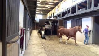 Loading and Unloading 8 horses in 5 min [upl. by Charpentier]