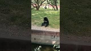 Nehru Zoological park Hyderabad [upl. by Claudine]