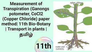 Ganongs potometer CoCl2 paper method  11th Botany  Transport in plants  தமிழ் [upl. by Danzig562]