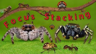 Focus StackingMacro Tutorial [upl. by Hadihahs]