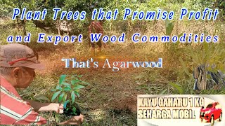 Plant Trees that Promise Profit and Export Wood Commodities Thats Agarwood [upl. by Aehtna]