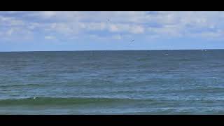 Humpback Whale feeding in Holgate LBI 111223 [upl. by Godric]