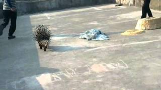 my pet porcupine [upl. by Madonia451]