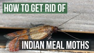 How to Get Rid of Indian Meal Moths 4 Easy Steps [upl. by Avir]