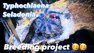 Typhochlaena seladonia breeding project [upl. by Ahseenak]