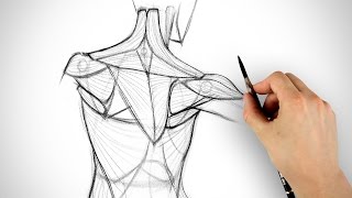 How to Draw the Shoulder Bones [upl. by Nobell285]