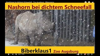 Nashörner im dichten Schneefall Zoo Augsburg Rhinozeros [upl. by Hadias]