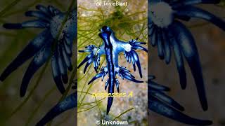 Blue Sea Dragon  The Beautiful But Deadly Blue Sea Dragon animal blueseadragon wildlife shorts [upl. by Farrish]