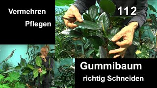 Gummibaum Schneiden Vermehren Pflegen und Gummibaum klein machen auch als Bonsai [upl. by Susi]