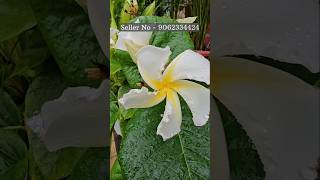 Chonemorpha flowering plant  flower plant nursery kolkata wholesale flower selling [upl. by Aticnemrac]