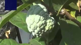 Annona squamosa شجرة القشطة Sugarapple Sweetsop or Custard Apple Sugarcane [upl. by Benjamin]