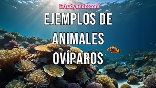 Ejemplos de animales ovíparos [upl. by Ianthe811]