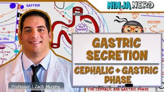 Gastrointestinal  Gastric Secretion The Cephalic amp Gastric Phase [upl. by Noreht254]