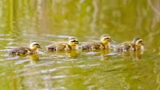 Newborn ducklings were left stranded in a pond [upl. by Inaliel]