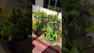 Pansy flowers pansyflower pansy flowers flower viewsviralvideosubscribersgrow winter tik [upl. by Corrianne]