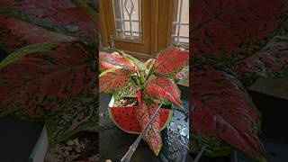 Easy tip to a bushier Aglaonema 😍 shorts india [upl. by Tuesday661]