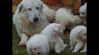 Maremmano Abruzzese Cuccioli [upl. by Strage]