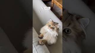 Hey Siri funnycats cute britishlonghair catvideos catlover [upl. by Vidovik]