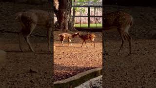 quotBarasingha The Majestic Swamp Deer – Zoo Explorationquot zoo barasingha mumbaizoo [upl. by Miarhpe]