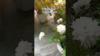 Permanent Flowering Plants🪻gardening youtubeshorts trending shorts viralvideo [upl. by Collimore]