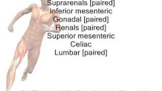 Descending Abdominal Aorta Mnemonic [upl. by Ciapas930]