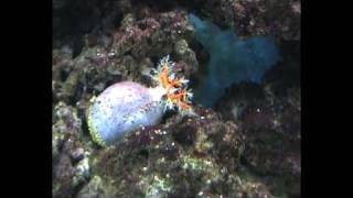 Sea apple  Pseudocolochirus [upl. by Annonyw]