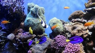 National Geographic  Ocean Animals Life Under the Sea  Widlife animals [upl. by Amil]