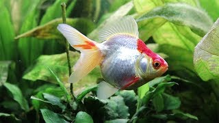 Ryukin Goldfish – In Our Dirt Planted Goldfish Tank [upl. by Goddord843]