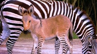 What the Heck is a Zonkey [upl. by Ymmor120]