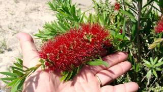 MACARTHUR™ Callistemon mid size dense bottlebrush  Ozbreed Native Shrubs amp Groundcovers [upl. by Vadim]