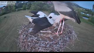 AlfeldD Storks around the nest followed by a feeding 20240720 [upl. by Greenlee]