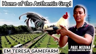 Lets Visit This Gamefarm EM Teresa Gamefarm  Gamefowl Showing  BoyakzBackyard [upl. by Gnoc]