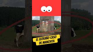 El extraño caso de Manchita 🐄🐮 [upl. by Clayberg40]