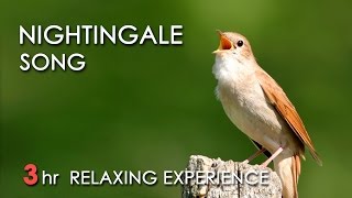 BEST NIGHTINGALE SONG  3 Hours REALTIME Nightingale Singing NO LOOP  Birdsong Birds Chirping [upl. by Asiilanna]