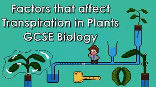 Factors that Affect Transpiration in Plants WJECAQA Biology  GCSE REVISION [upl. by Elem233]