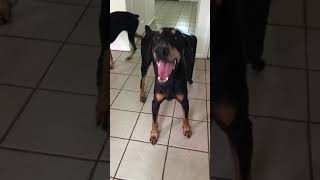 laryngeal paralysis dobermann 2 [upl. by Robers564]