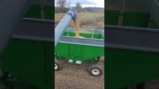 Soybean harvest with 78 Gleaner F2 [upl. by Joye]