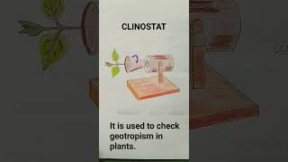 Clinostat Investigation Of Geotropism [upl. by Cho]