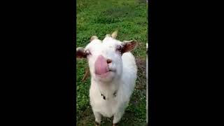 lick lick licky goat meme [upl. by Vilma]