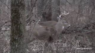 Hunting Iowa Whitetail Deer with an HD Camcorder [upl. by Madanhoj]