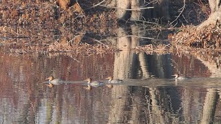 Common Mergansers Petrie Islands [upl. by Thursby]