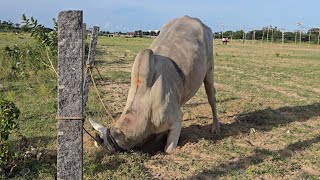 Vetapalem veeraiah Chowdary gari Bull [upl. by Novek942]