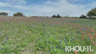 Bluebonnets in full bloom at Permavista Ranch in Brenham [upl. by Adaiha317]