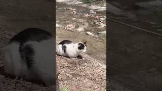 The clever cat intends to catch fish from the river in the village Click to watch the full version [upl. by Liscomb]