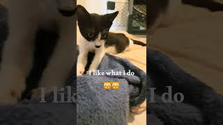 Paw Prints 🐈♥️🐈kitten cute FYP rescue shorts viral trending cat love [upl. by Battiste]