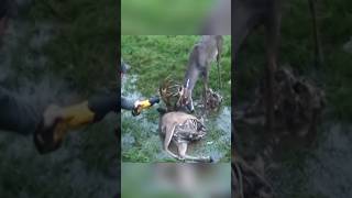 Rescue of swamp 🦌 deer 😍 l animal rescue shorts animals animalrescue [upl. by Nylatsirhc]