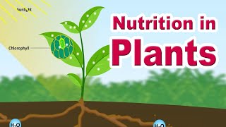 Nutrition in plants  Autotrophic Nutrition  Photosynthesis  Home Revise [upl. by Ringo739]