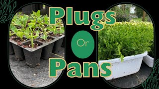 Plant Propagation  Plugs or Pans Which should you use [upl. by Adnil]