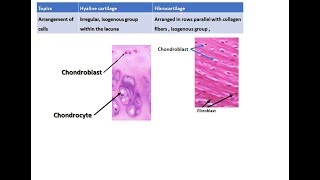 Difference between hyaline cartilage and fibrocartilage [upl. by Ahseiym]