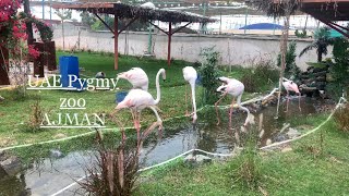 UAE Pygmy ZooAnimal Park in Ajman [upl. by Keare541]